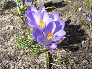 march  & flowers 056