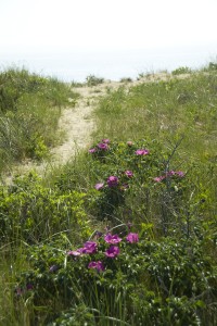 G5TW2519 Wellfleet Beach Roses